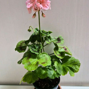 셀크오로라제라늄