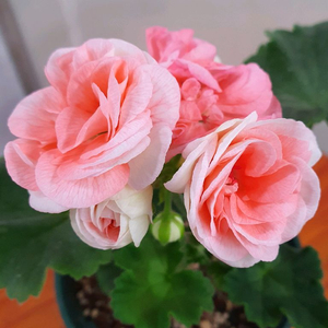 제라늄 아스트리드, 러시아제라늄