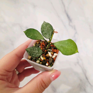 호야 라쿠노사 타이거 1번