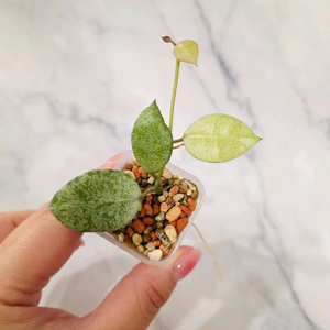 호야 라쿠노사 타이거 2번