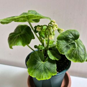 파니발렙스카제라늄