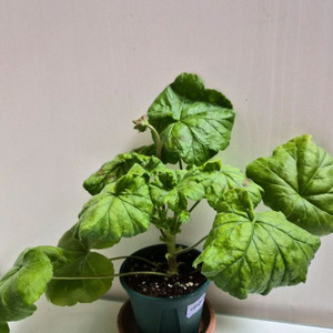 라라앙드레제라늄