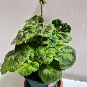 정사랑의인사제라늄