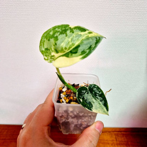 희귀스킨답서스 마아리 바리이가타