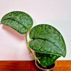 스킨답서스 실버스플래쉬