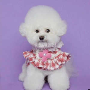 꼬노꼬모하네스강아지 이미지