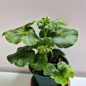 릴리엔젤제라늄