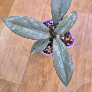 호야 윌버그레이브 풀실버