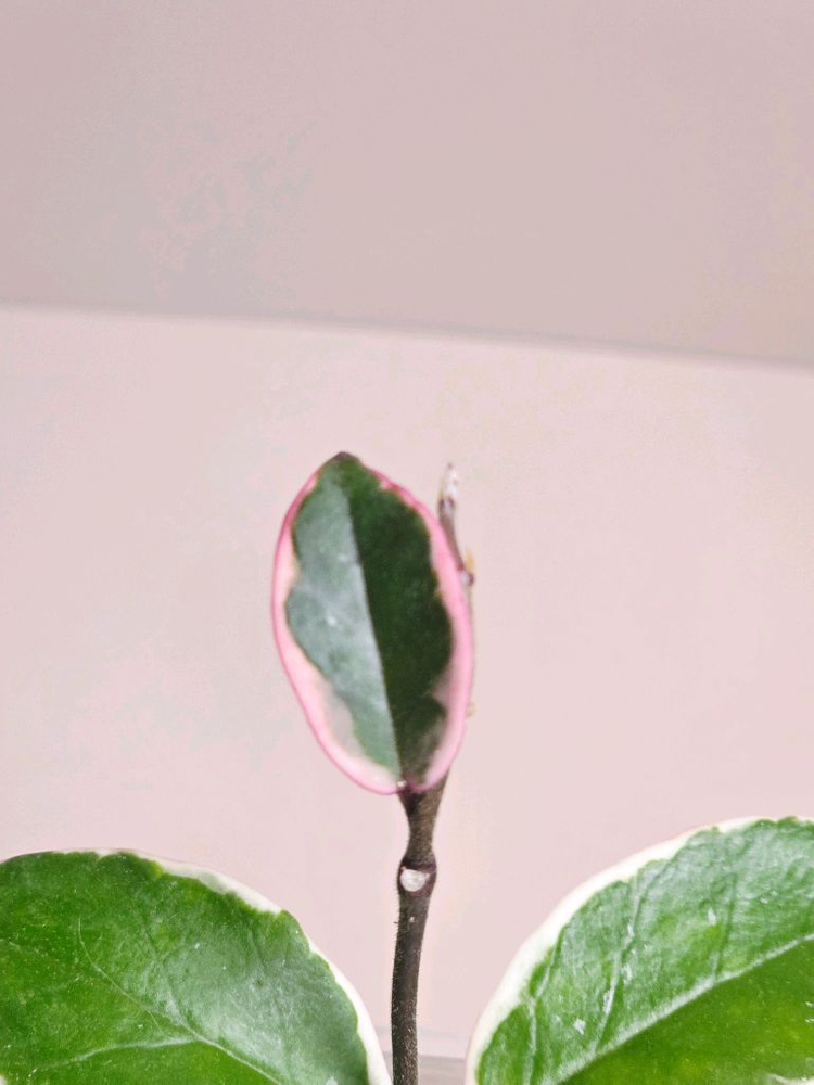 호야 플라밍고 드림--1