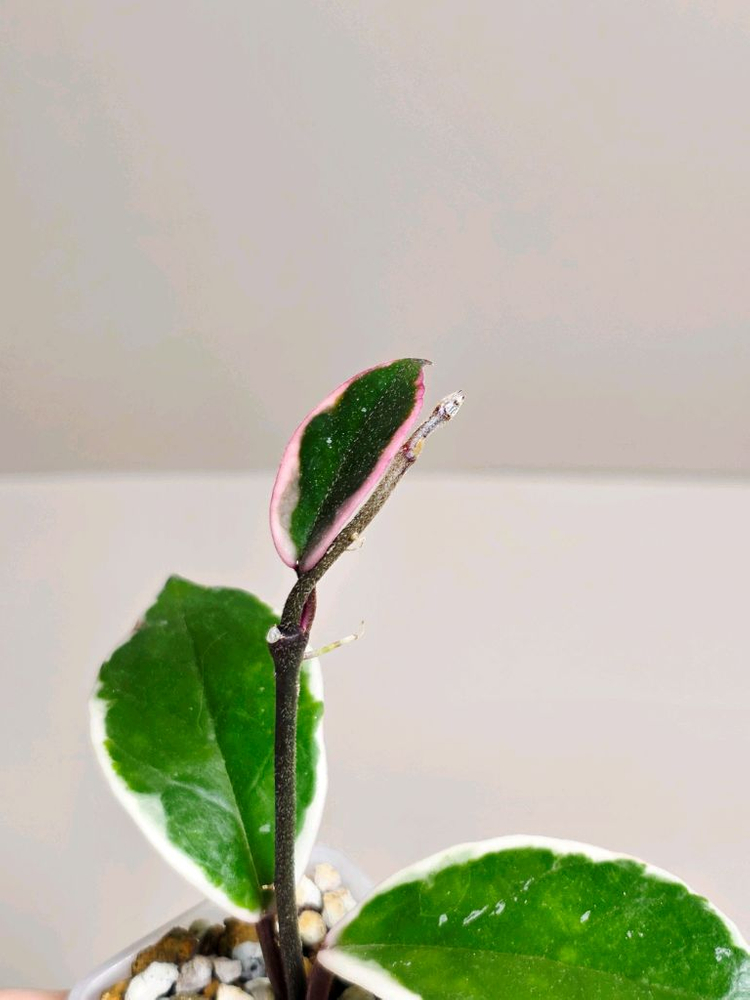 호야 플라밍고 드림--2