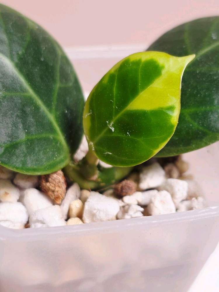 호야 옵스쿠라 알보--1