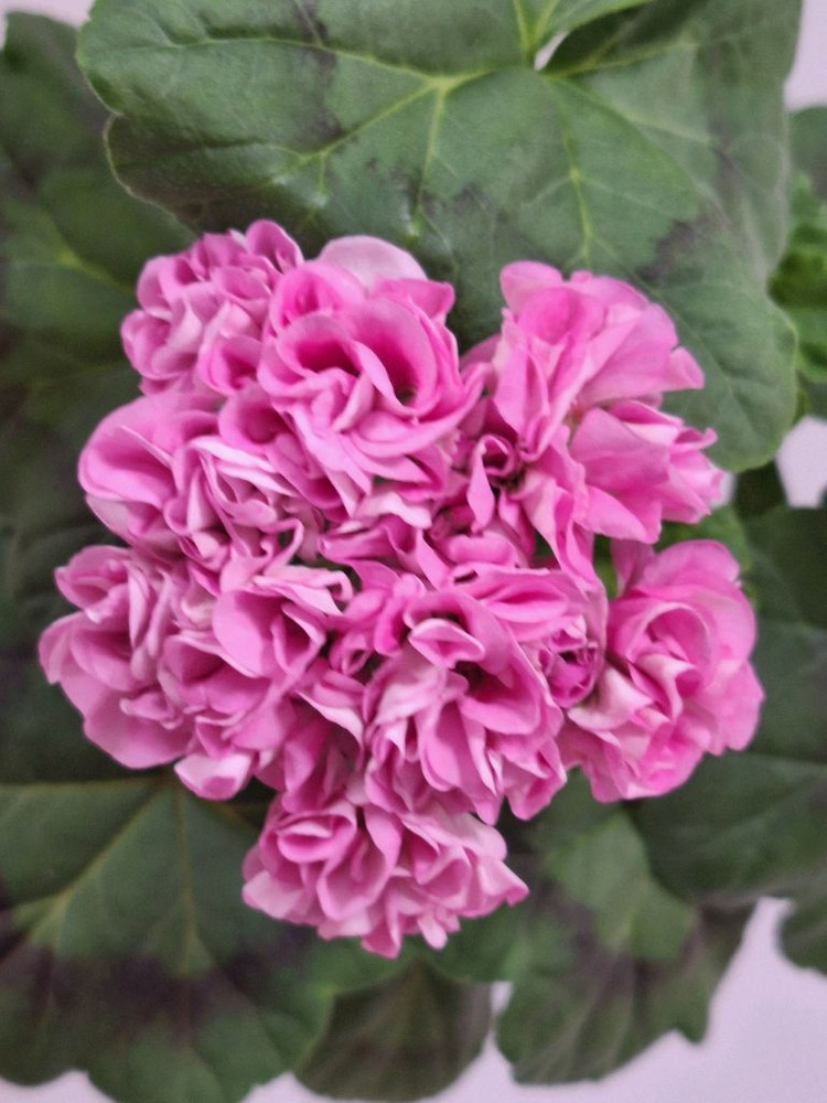 제라늄.보랏빛바람--3