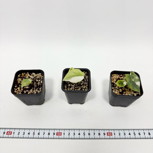 알로카시아 멜로 화이트 바리에가타