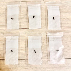 일본침개미 A표본 이미지