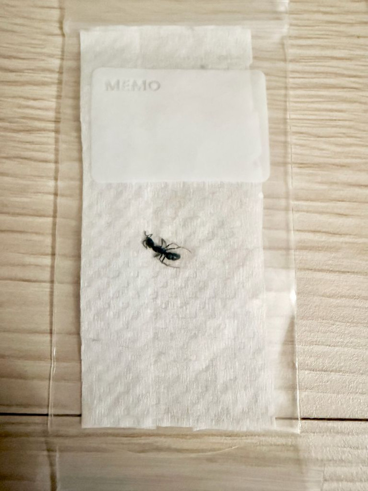 일본침개미 A표본 이미지