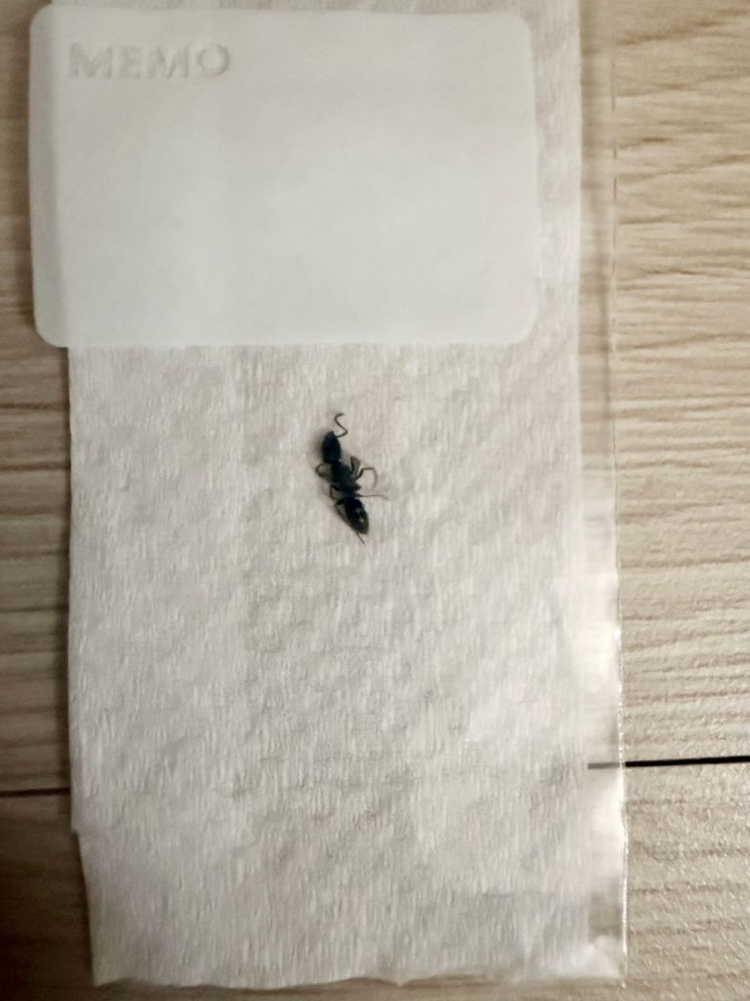 일본침개미 A표본 이미지