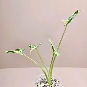 알로카시아 드래곤테일 크링클 바리에가타(사진수정)