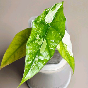 알로카시아 심포 화이트 바리에가타