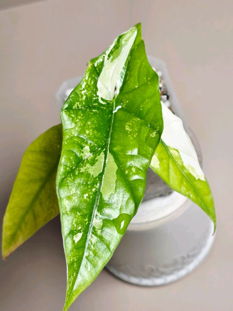 알로카시아 심포 화이트 바리에가타--1