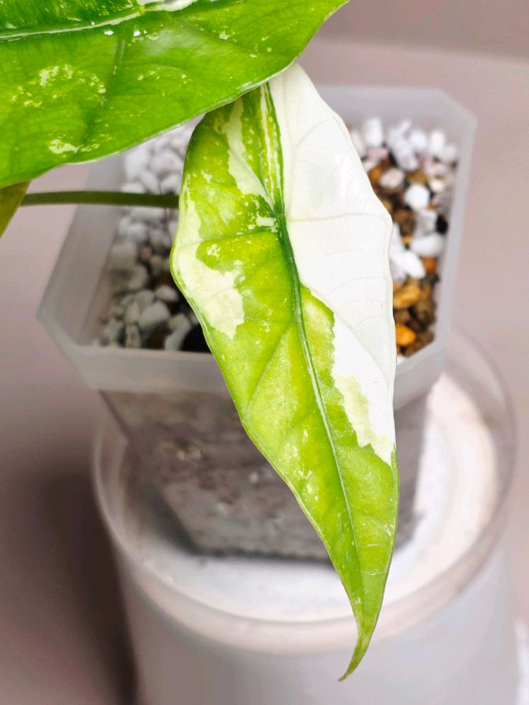 알로카시아 심포 화이트 바리에가타--2