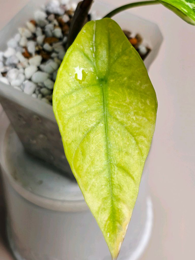 알로카시아 심포 화이트 바리에가타--3