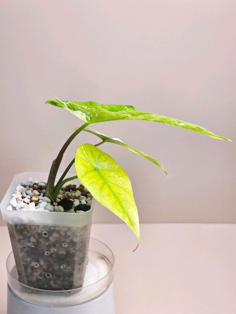 알로카시아 심포 화이트 바리에가타--4