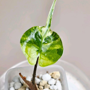 알로카시아 스팅레이 알보 바리에가타