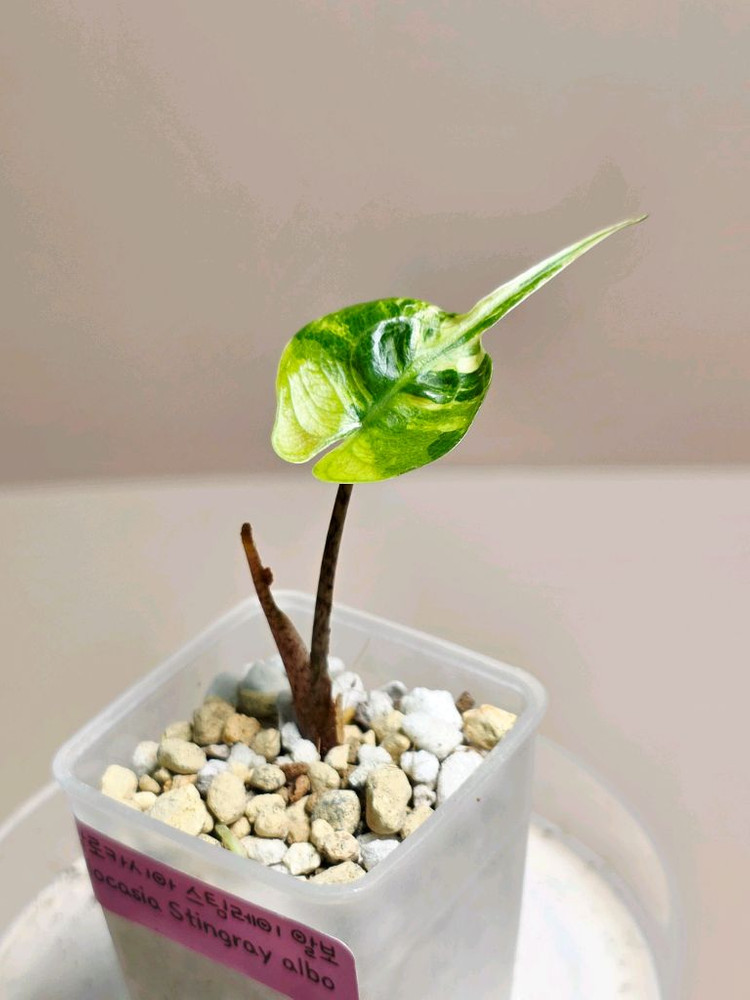 알로카시아 스팅레이 알보 바리에가타--1