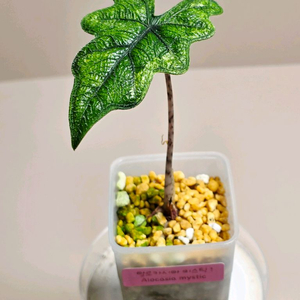 알로카시아 미스틱 바리에가타