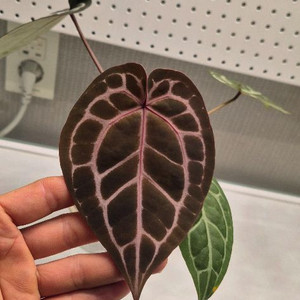 안스리움 미쉘자라(닥터블락)