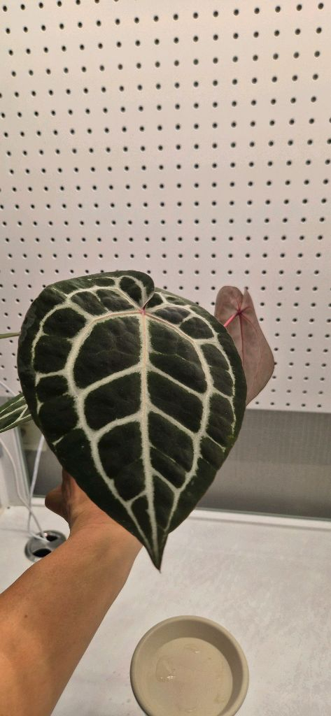 안스리움 미쉘자라(닥터블락)--1