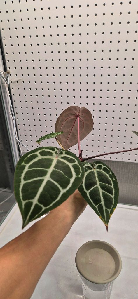 안스리움 미쉘자라(닥터블락)--2