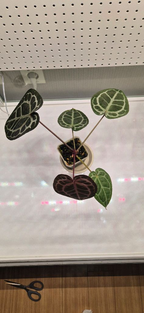 안스리움 미쉘자라(닥터블락)--3