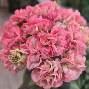 제라늄. 이샤가온