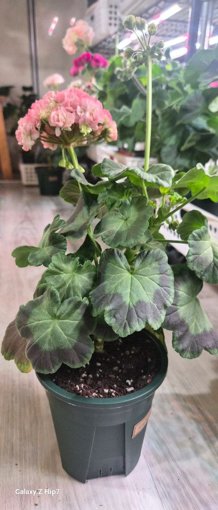 제라늄. 이샤가온--1