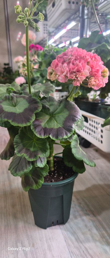 제라늄. 이샤가온--2