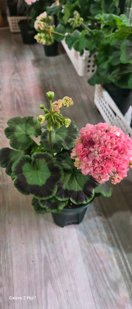 제라늄. 이샤가온--3