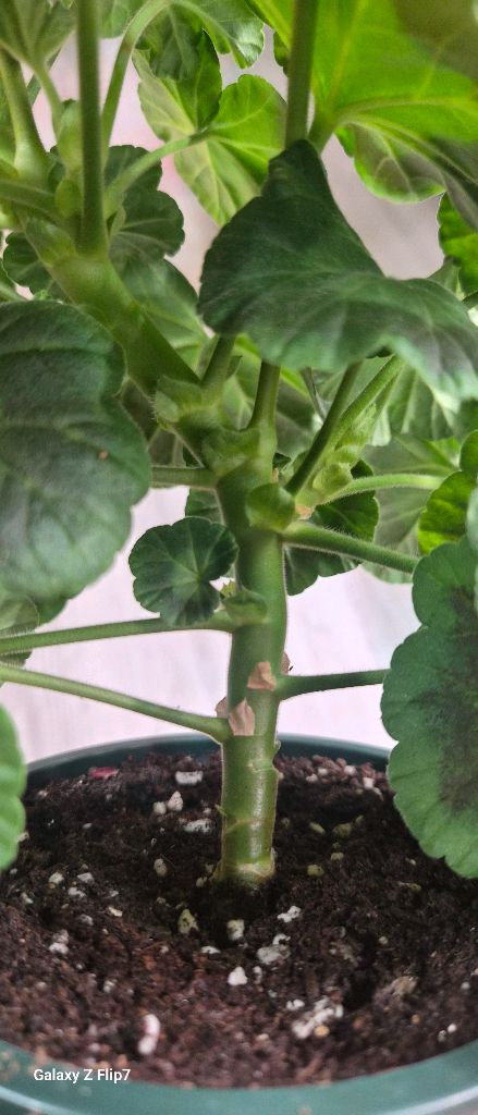 제라늄. 이샤가온--4