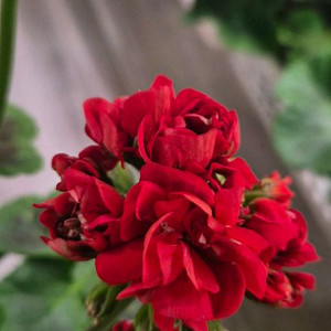 제라늄. 샤라스칼렛