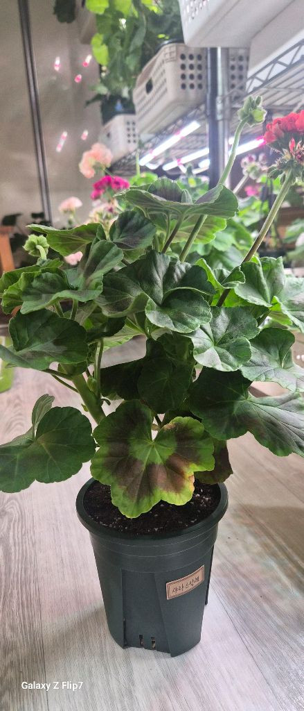 제라늄. 샤라스칼렛--1