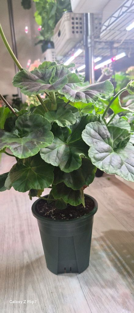 제라늄. 샤라스칼렛--2