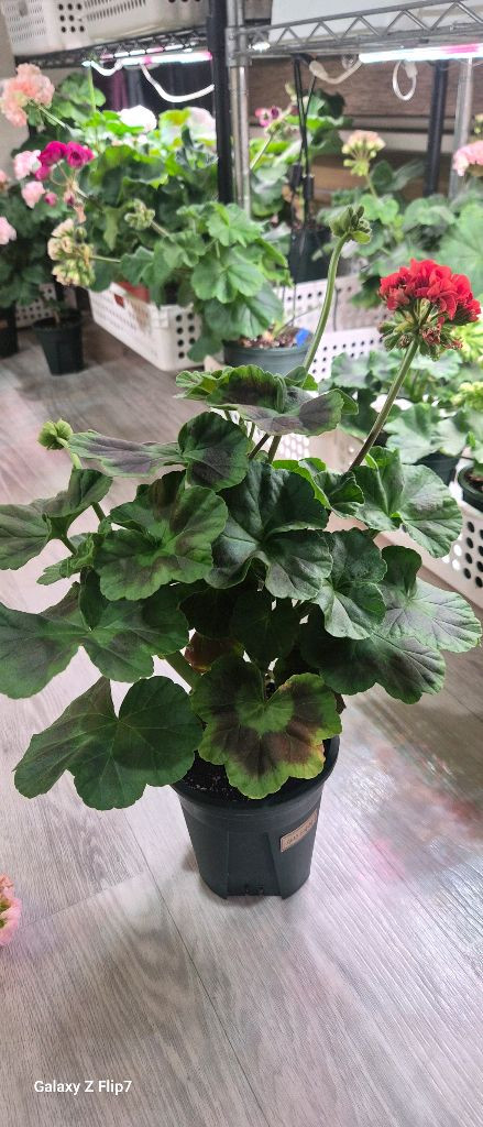 제라늄. 샤라스칼렛--4