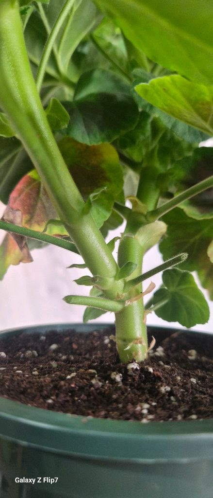 제라늄. 샤라스칼렛--5