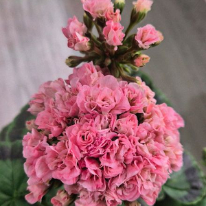 제라늄. 이리다마더스로즈