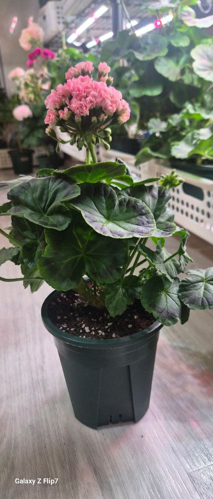 제라늄. 이리다마더스로즈--1