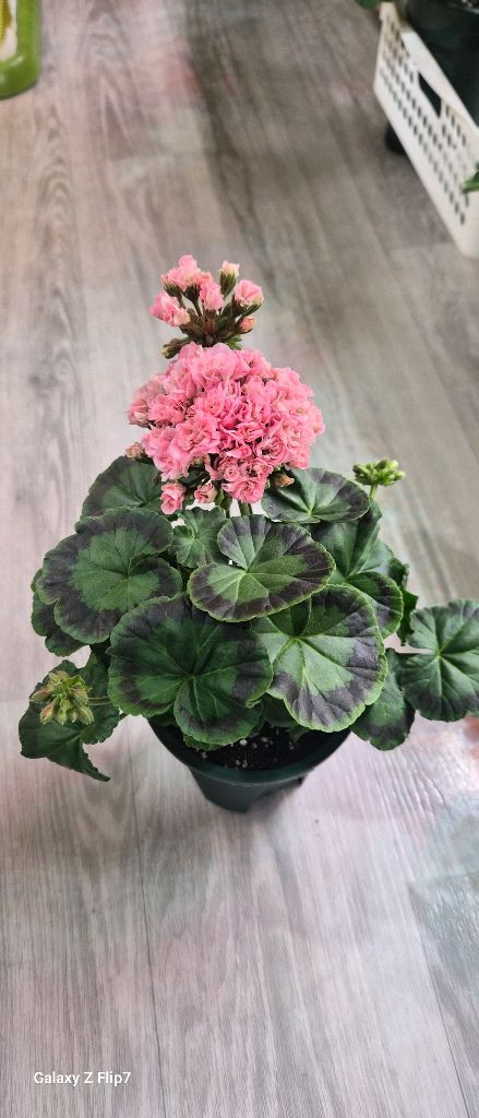 제라늄. 이리다마더스로즈--3