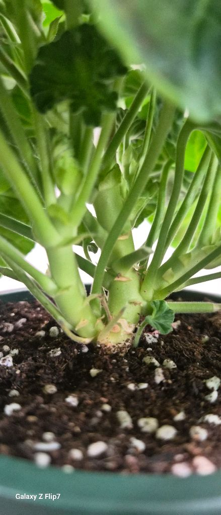 제라늄. 이리다마더스로즈--4