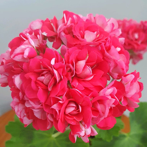 제라늄 셀레스트줄리아 꽃대있음 ,러