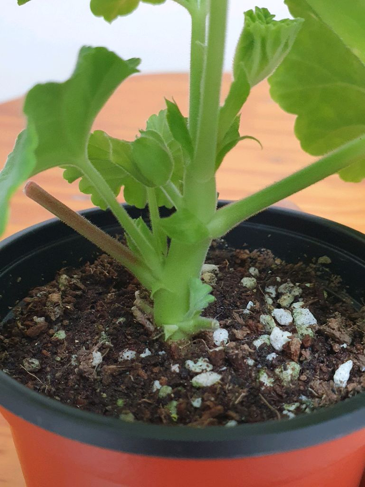 제라늄 셀레스트줄리아 꽃대있음 ,러--2