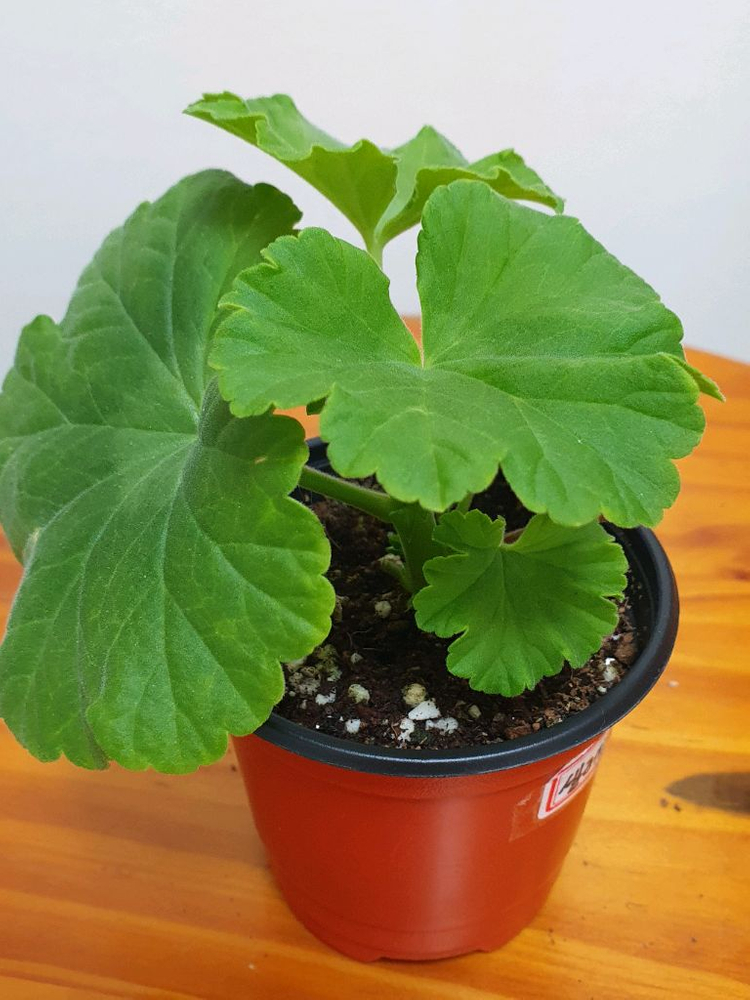 제라늄 셀레스트줄리아 꽃대있음 ,러--3